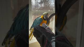 My birds reaction to bite-proof gloves!! 😡 #parrot