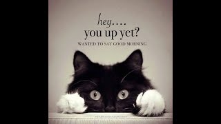 Hey you up yet? WANTED TO SAY GOOD MORNING by ArmaCats 15 views 3 years ago 5 minutes, 9 seconds
