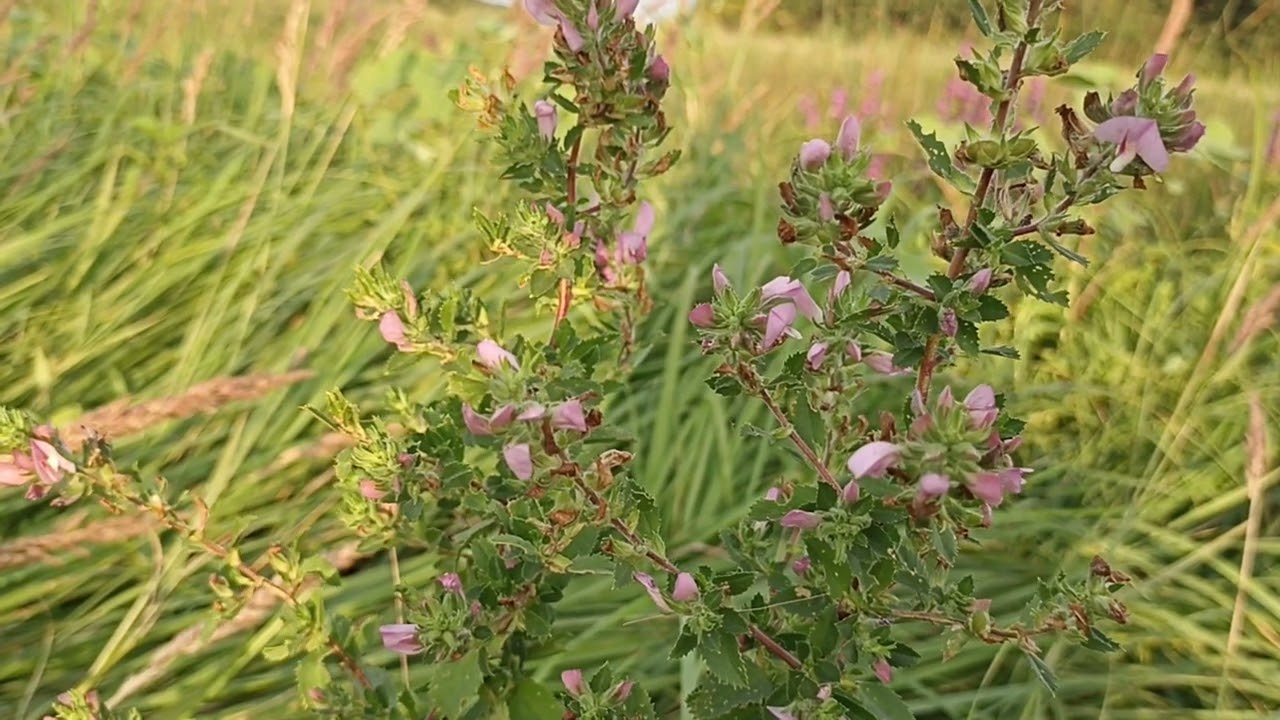Стальник полевой. Лечим запоры, геморрой, варикозы.