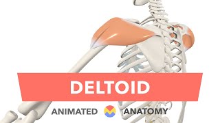 Deltoid - Anatomy, Origin, Insertion, Actions, Innervation + Blood Supply Animated by About Medicine 16,497 views 2 years ago 3 minutes, 26 seconds