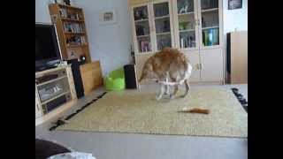 Borzoi puppy playing inside by SalsaTheBorzoi 26,539 views 11 years ago 1 minute, 11 seconds