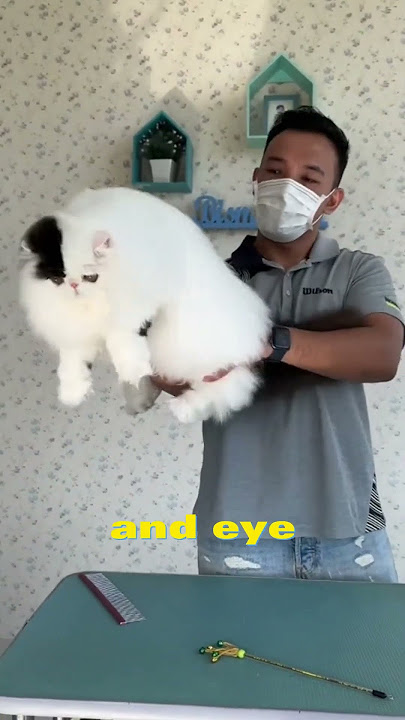 Meet the Persian cat - one of the oldest cat breeds ๐ป๐พ
