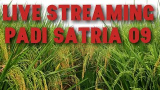 padi terbaru yang tahan asam satria 09