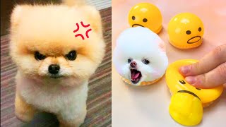 Funny and Cute Dog Pomeranian 😍🐶| Funny Puppy Videos #358