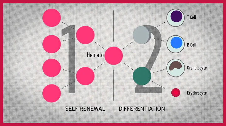 What is a hematopoietic stem cell? Narrated by Dr....