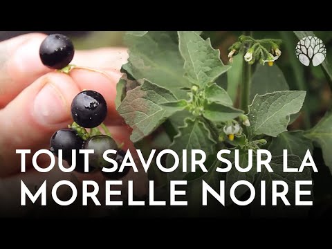 Vidéo: Morelle Noire