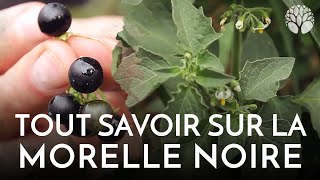 Découvrez La Morelle Noire