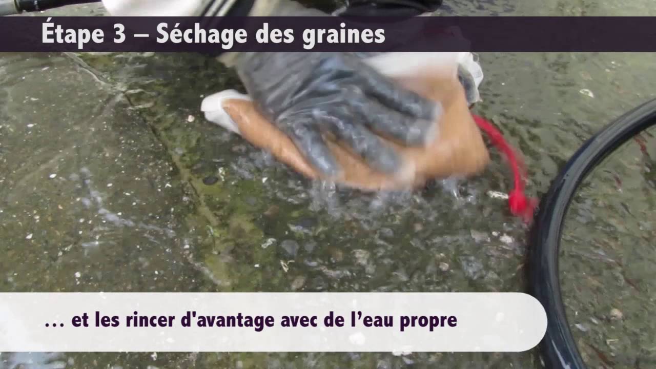 Comment Sauvegarder les Graines de Morelle