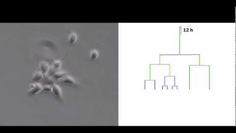 Adult neural stem cell lineage tree.