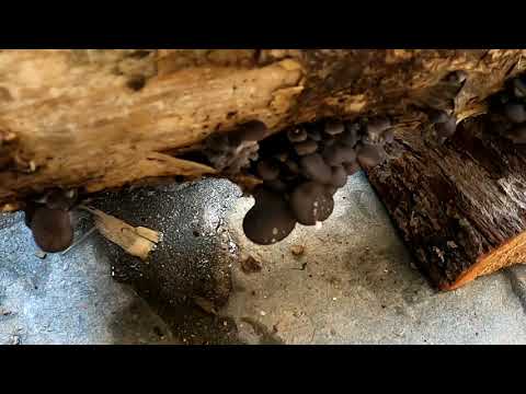 Καλλιέργεια μανιταριών στο σπίτι... Mushroom cultivation at home Pleurotous ostreatus