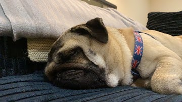 PUG SNORING 2021 | Pangpang the Pug tired after running around the house (YouTube Short Live)