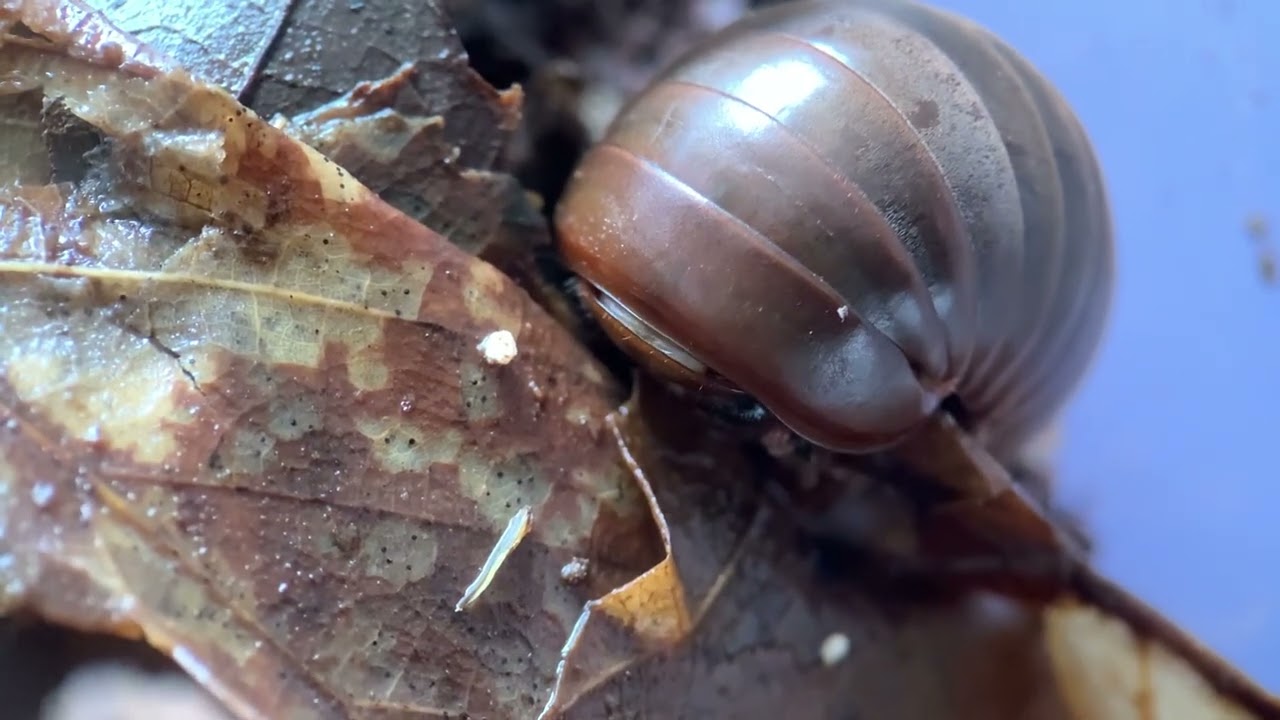Zephronia enghoffi feeding ferociously on a rotten leaf