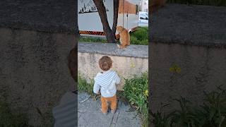 Operation Cat Chase Baby Edition