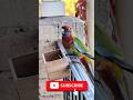 Juvenile Crimson Rosellas #birdlifeaustralia  #australianbirds #parrot #fyp #explore #exploreshorts