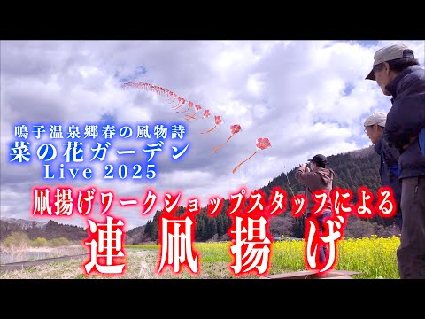 06「連凧揚げ」-  菜の花ガーデンLive - 大崎市鳴子温泉川渡 2025/04/12