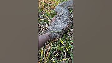 When Two Apex Predators Meet in the Amazon