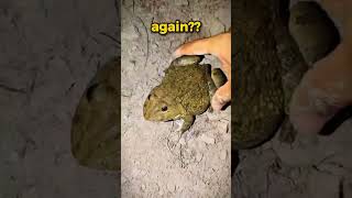 Big Jumping Frog 😂 Boing Boing! NO WAY 💀