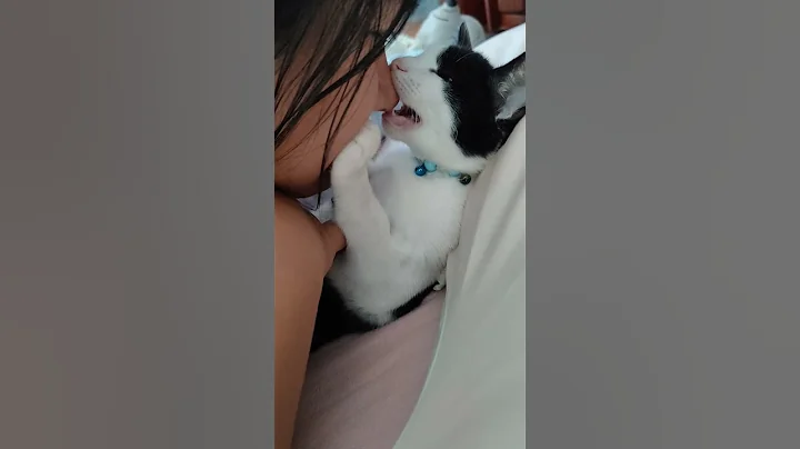 Cat biting owner #cats