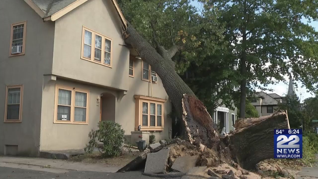 chicopee корм для собак отзывы Tree falls on house in Springfield