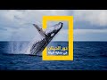 كيف تسهم الحيتان في حماية البيئة؟