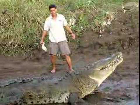 crocodile attack