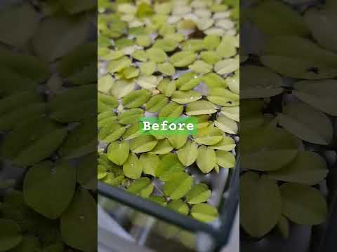 cleanup salvinia natans floating plants #aquarium #gardenofhope