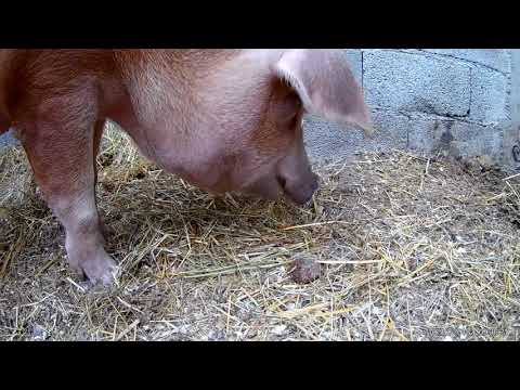 აუცილებელია ღორს ვაჭამოთ თივა.როგორ ჭამს ღორები თივას...