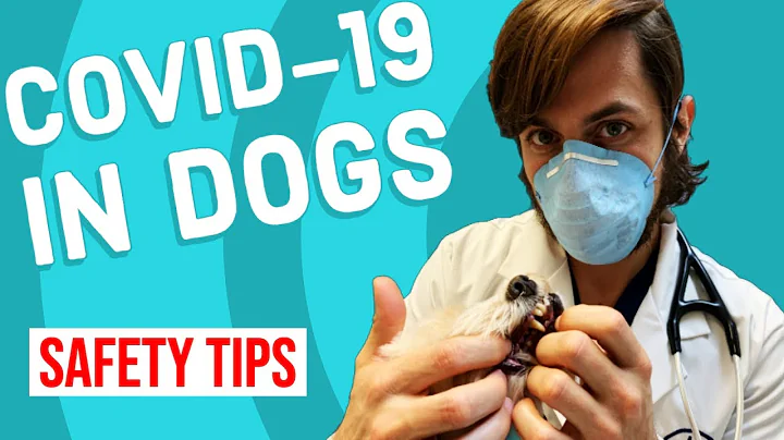 How to Keep Your Pet Safe from Covid-19 | Vet Safety Tips