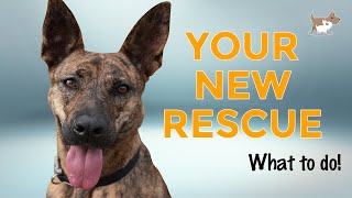 10 Tips for Rehoming a Rescue Dog by Nigel Reed 7,616 views 1 year ago 7 minutes, 23 seconds