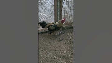 Qaib Pama Billy X Chiang Mai qaib Pama. Aka Shey Xa