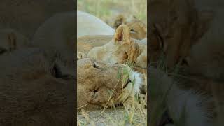 #cute #lion #cub loves mom