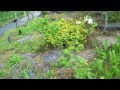 箱根湿生花園.AVI の動画、YouTube動画。