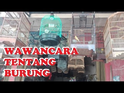  wawancara  tentang  BURUNG  ocehan Bangmu2 VLog 11 YouTube