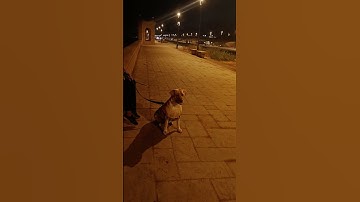 Thumbnail of #bella #music #song #entertainment #coversong #viral #ideas #influencer | labrabella0