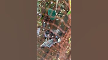 Đặt lờ cá sặc tập 2