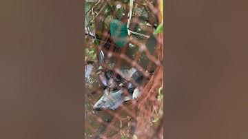 Đặt lờ cá sặc tập 2