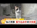 『ねこ刑事 張り込み中の大失態 母の思いを胸に執念の捜査』