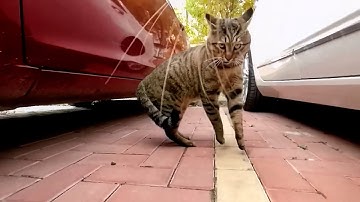 Cat with GoPro fights and asserts dominance
