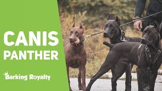 Canis Panther - The Ultimate Guide to Panther Dog by Barking Royalty 278,280 views 5 years ago 4 minutes, 1 second