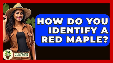 How Do You Identify A Red Maple? - The Plant Enthusiast