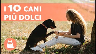 10 RAZZE DI CANI PIÙ AFFETTUOSI del mondo ❤