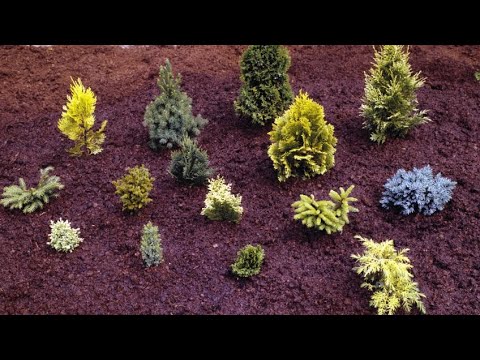 Video: ¿Cómo se planta un jardín de coníferas?