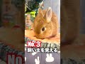 ペットにうさぎがオススメな理由５選【ネザーランドドワーフのコッペ】#shorts #うさぎ #うさぎのいる暮らし #ウサギ #rabbit