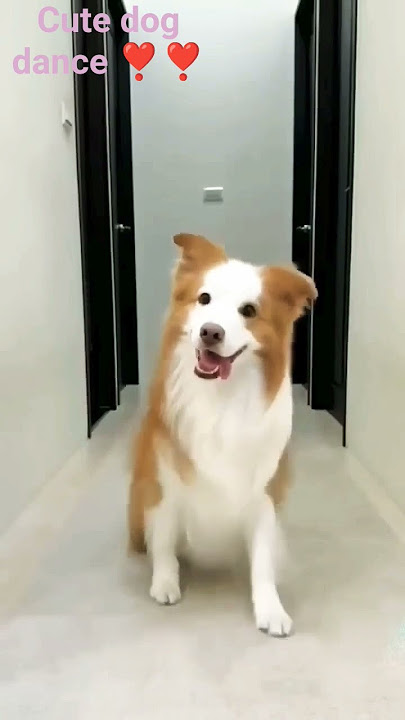 this cute dog dance on thumak thumak ❣️❣️ #cutedogdance #trendingshorts #shorts
