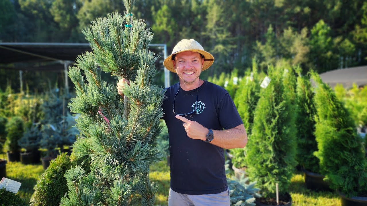 HOW Do You REVIVE A Brown Arborvitae? (You Can Recover These) SAVE MONEY!!