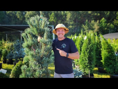 Conifer and Evergreen Tour! |Conifers that Grow In the South🌲|
