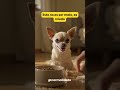 ¿Tu perro se pone agresivo cuando le das de comer?