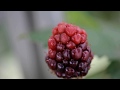 Blackberry bud to fruit