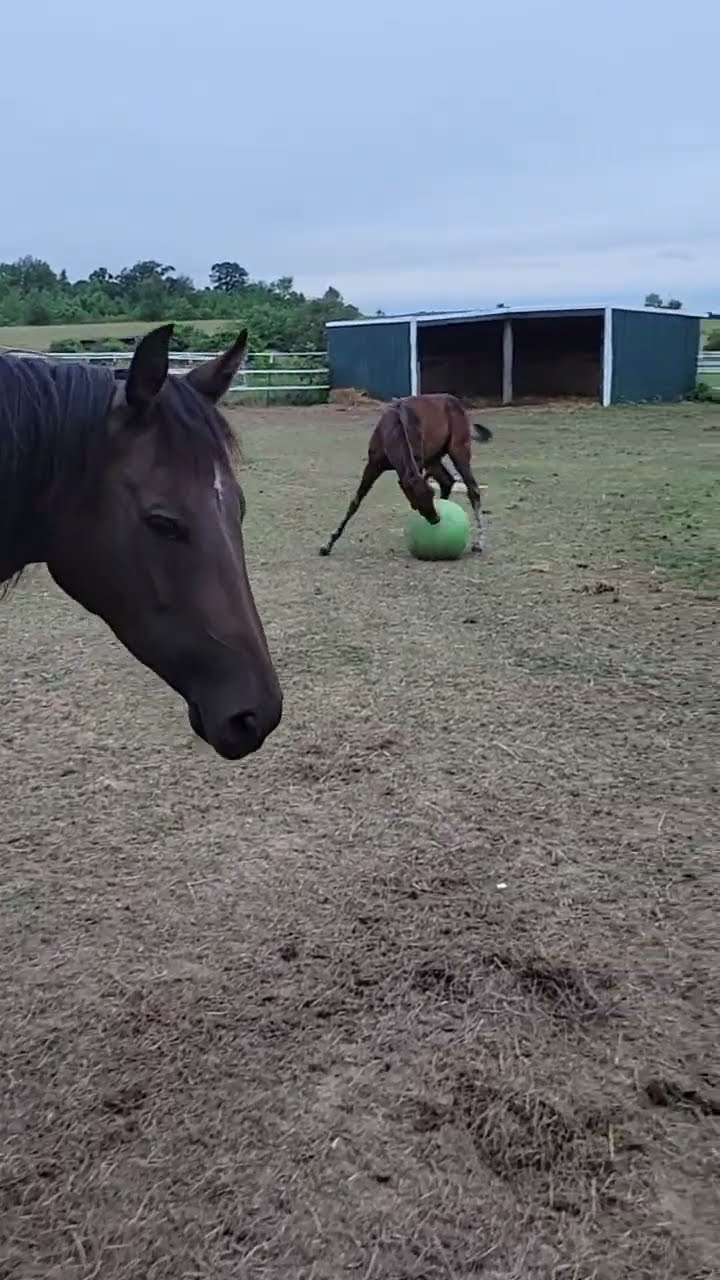 Foal Ball! || ViralHog