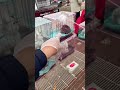 POV Browsing Kittens at Pet Market – Livestream Preview